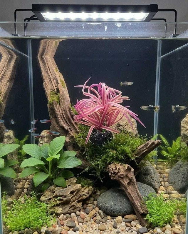 Aquarium Plant (plastic)