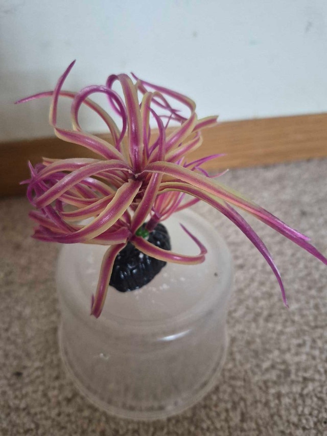 Aquarium Plant (plastic) - photo 2