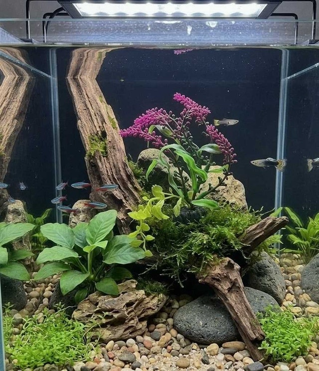 Aquarium Plant