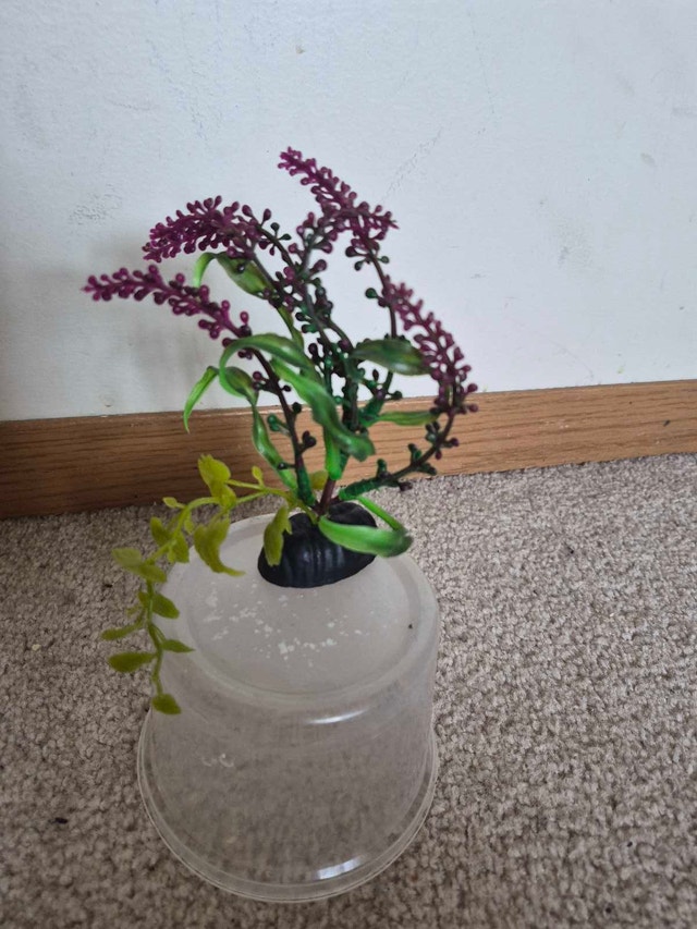 Aquarium Plant - photo 2