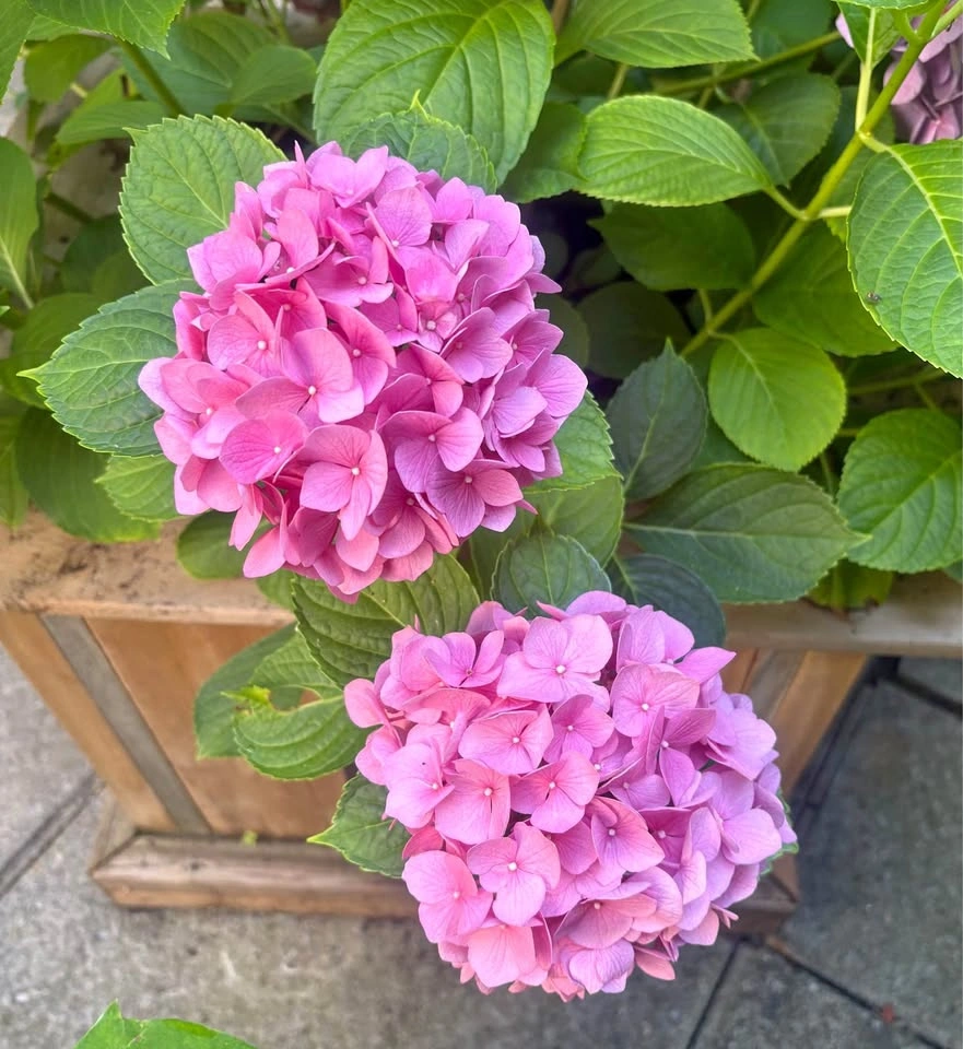 Moving sale - beautiful mature plants