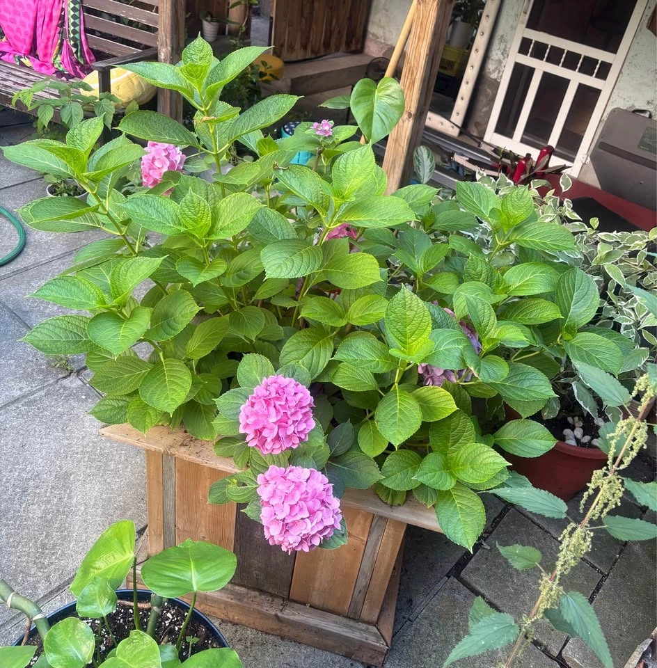 Moving sale - beautiful mature plants - photo 2