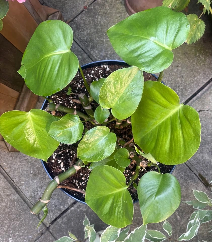 Moving sale - beautiful mature plants - photo 3
