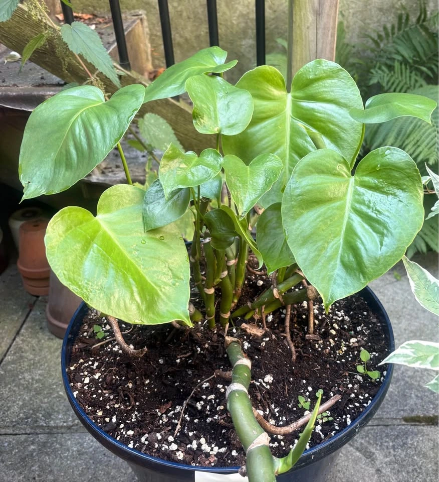 Moving sale - beautiful mature plants - photo 4