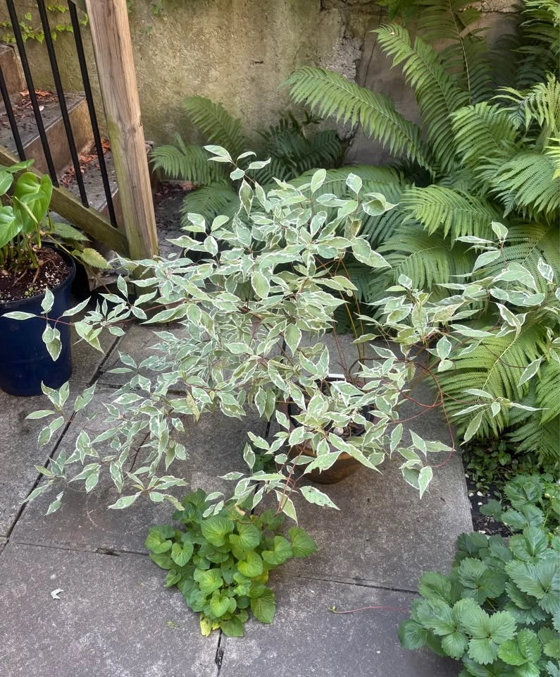 Moving sale - beautiful mature plants - photo 5