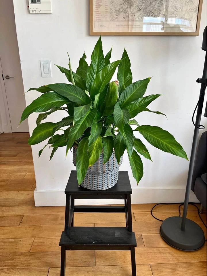 Peace Lily Plant in Woven Basket