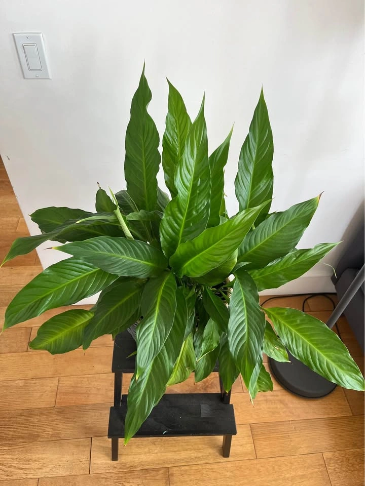 Peace Lily Plant in Woven Basket - photo 2