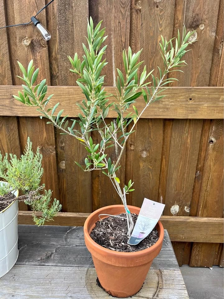 Olive Tree