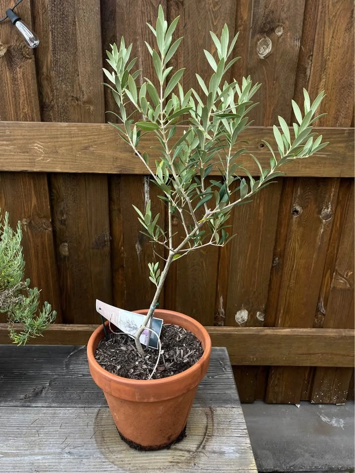 Olive Tree - photo 2