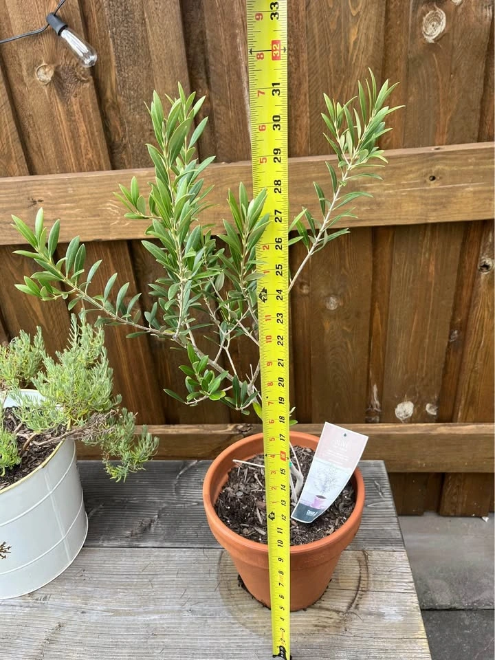 Olive Tree - photo 3