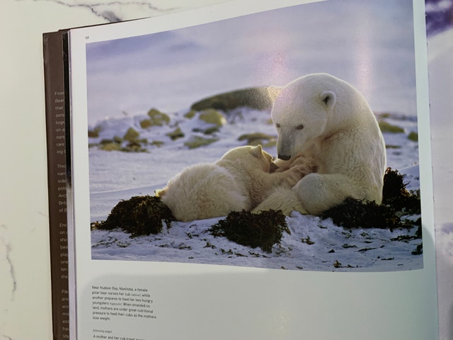 National Geographic Book - Bear Spirit of the Wild - photo 3