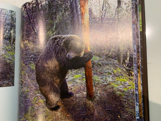 National Geographic Book - Bear Spirit of the Wild - photo 4