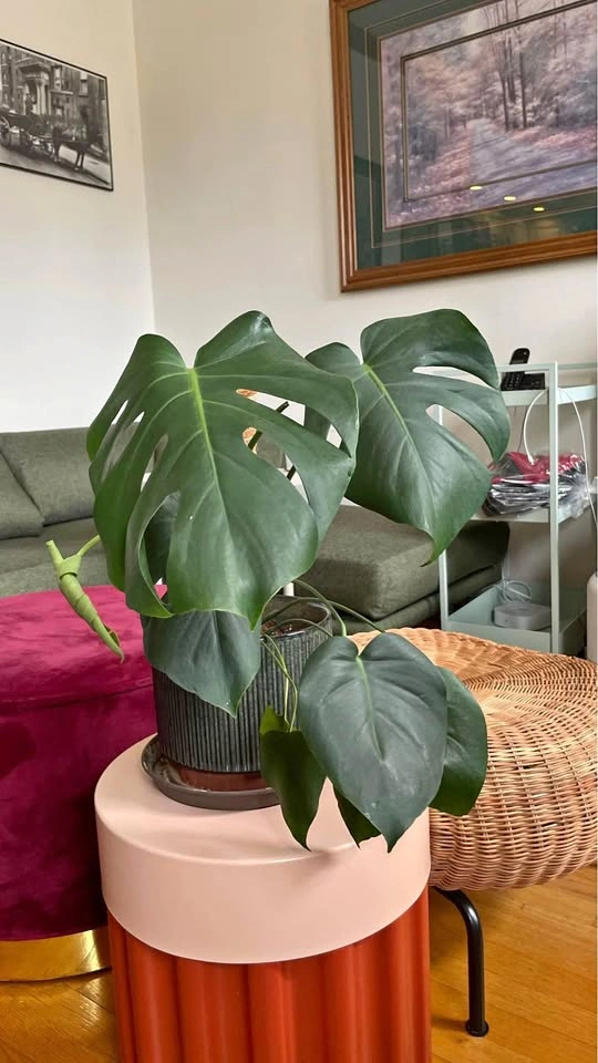 Monstera Deliciosa and Ceramic Pot
