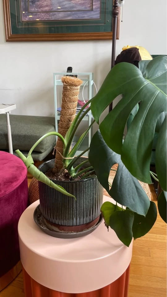 Monstera Deliciosa and Ceramic Pot - photo 2