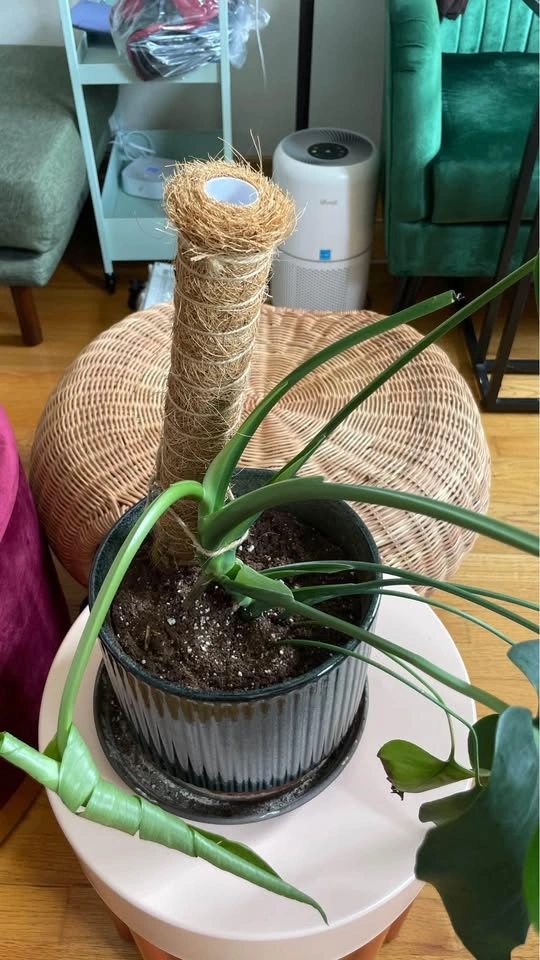 Monstera Deliciosa and Ceramic Pot - photo 3
