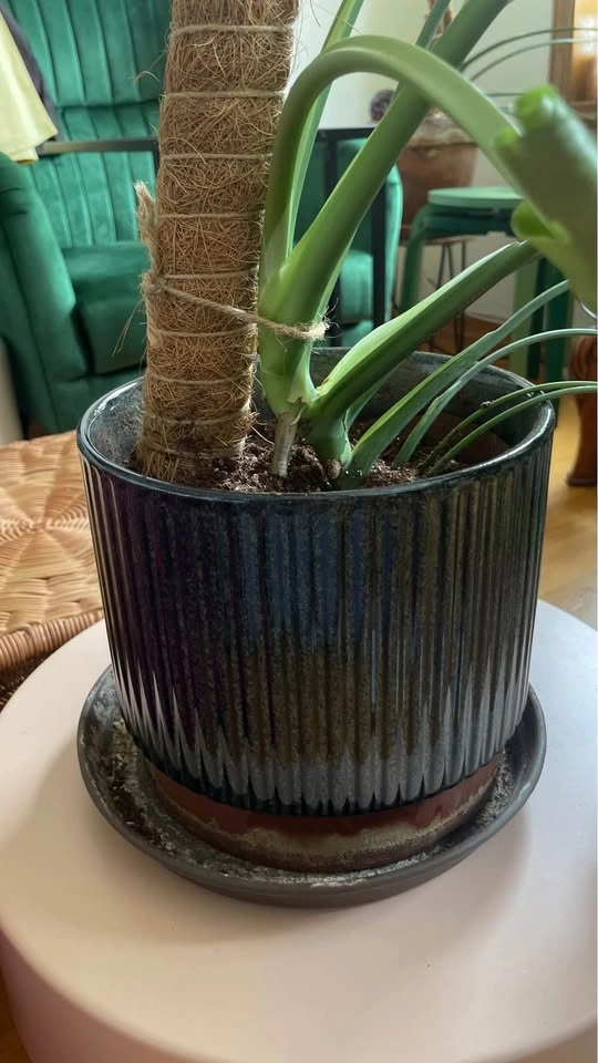 Monstera Deliciosa and Ceramic Pot - photo 4