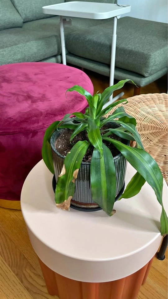 Dracaena Fragrans Corn Plant in Ceramic Pot