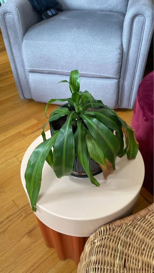 Dracaena Fragrans Corn Plant in Ceramic Pot - photo 2