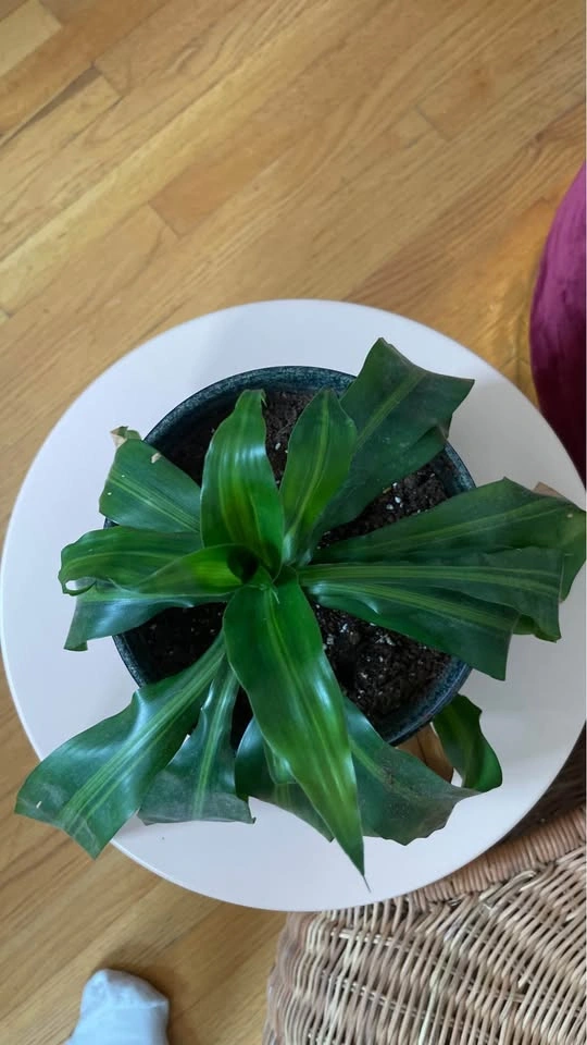 Dracaena Fragrans Corn Plant in Ceramic Pot - photo 3