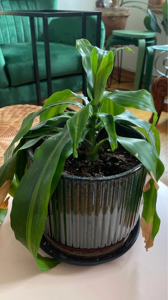 Dracaena Fragrans Corn Plant in Ceramic Pot - photo 4