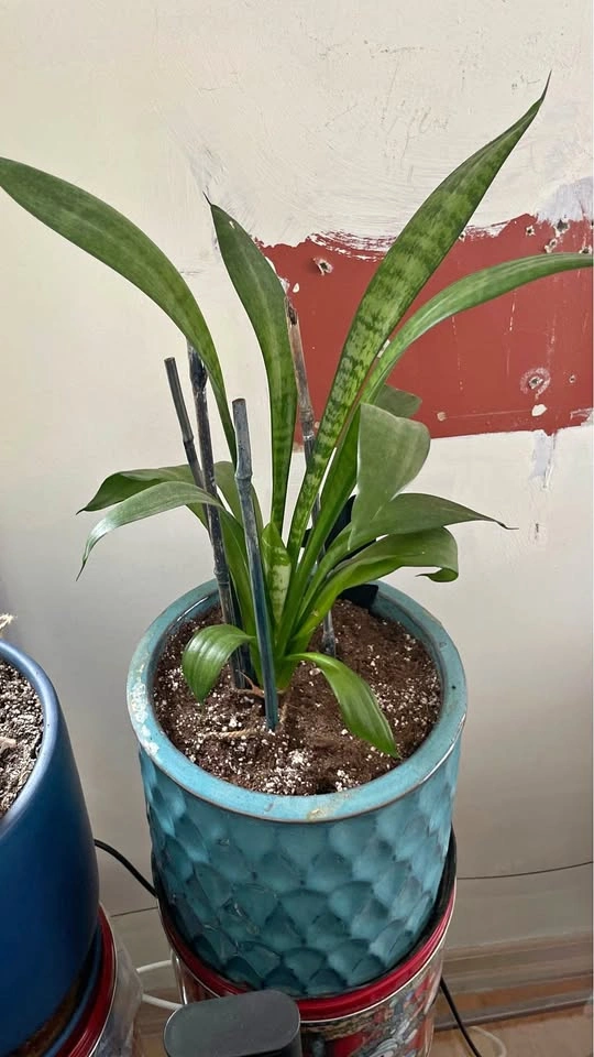 Snake Plant in Ceramic Pot