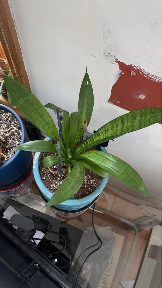 Snake Plant in Ceramic Pot - photo 2