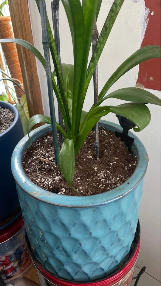 Snake Plant in Ceramic Pot - photo 3