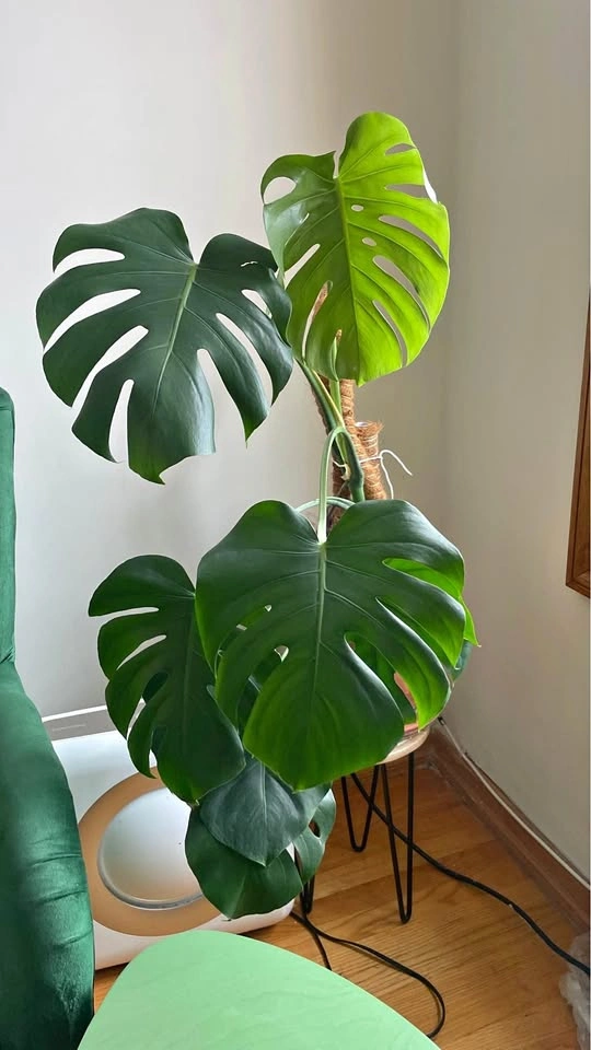 Monstera Deliciosa with Terracotta Pot and Moss Pole
