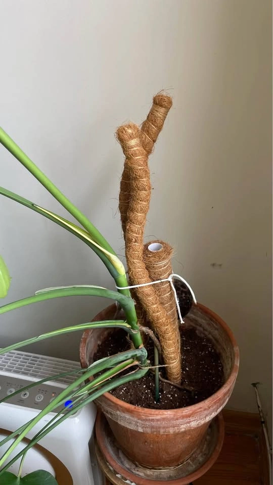 Monstera Deliciosa with Terracotta Pot and Moss Pole - photo 2