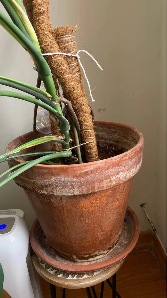 Monstera Deliciosa with Terracotta Pot and Moss Pole - photo 3