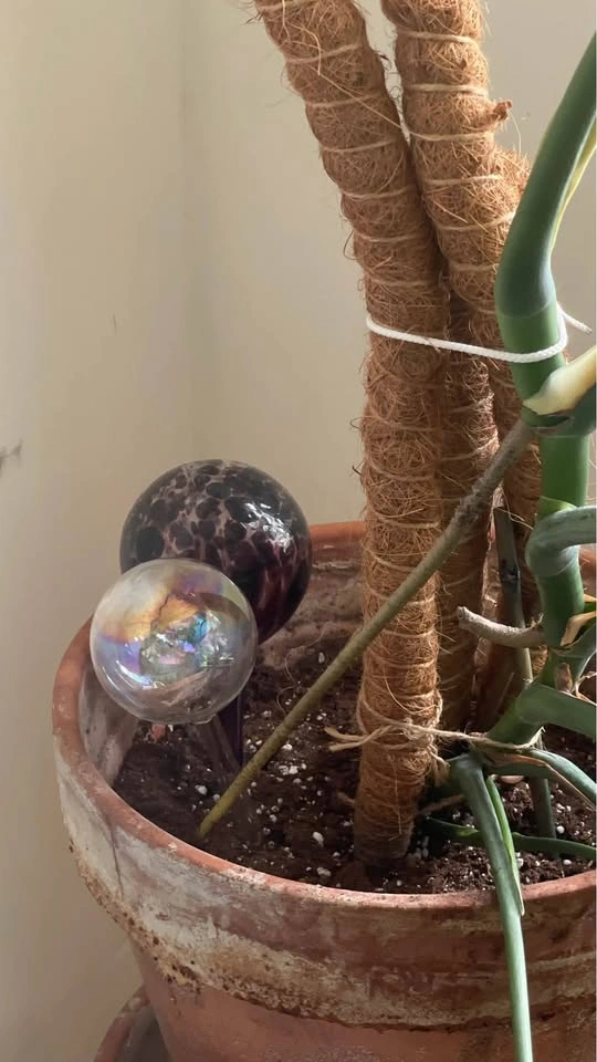 Monstera Deliciosa with Terracotta Pot and Moss Pole - photo 4