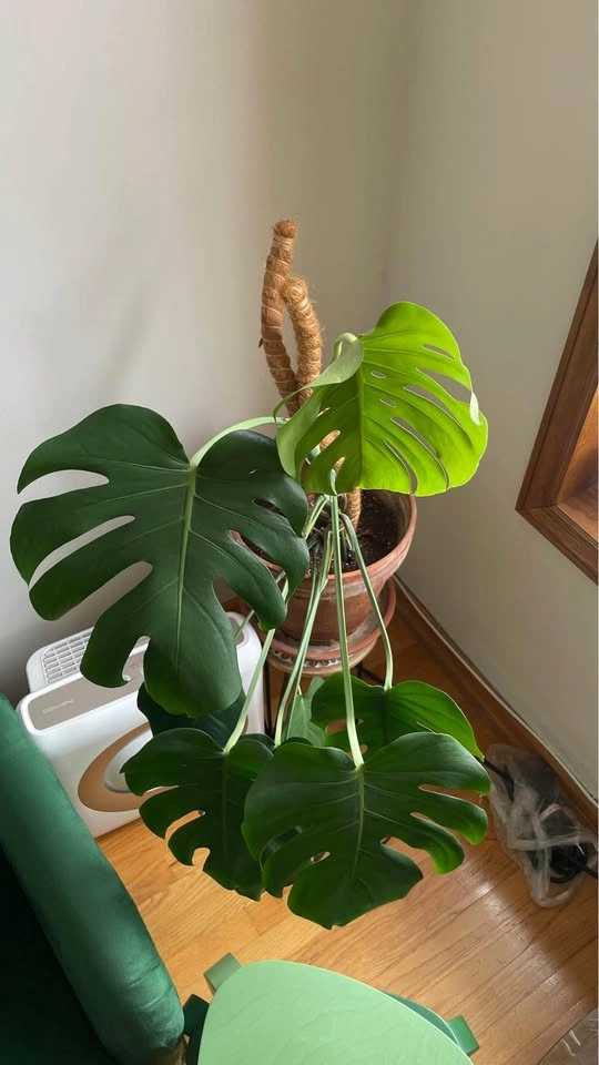 Monstera Deliciosa with Terracotta Pot and Moss Pole - photo 5