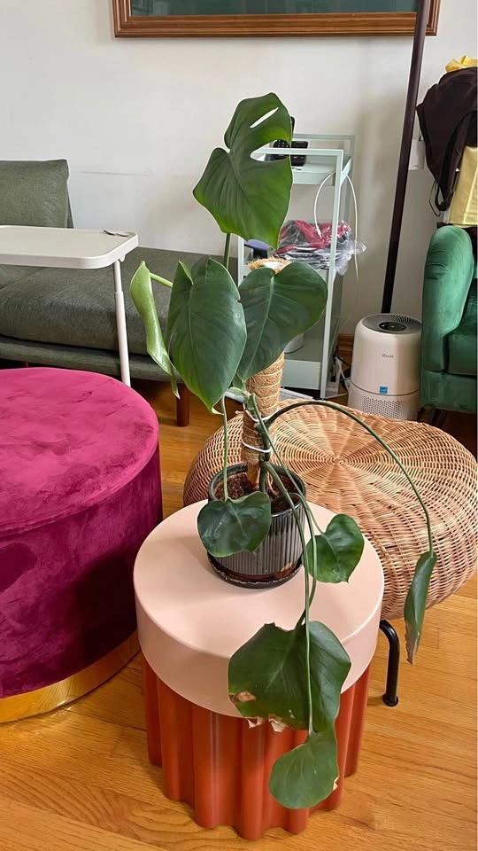 Monstera Deliciosa with Ceramic Pot