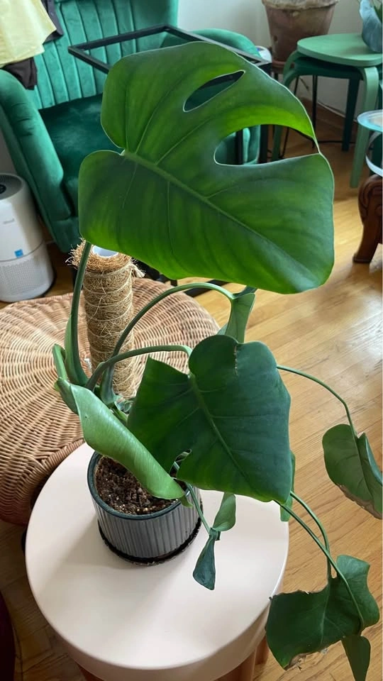 Monstera Deliciosa with Ceramic Pot - photo 2