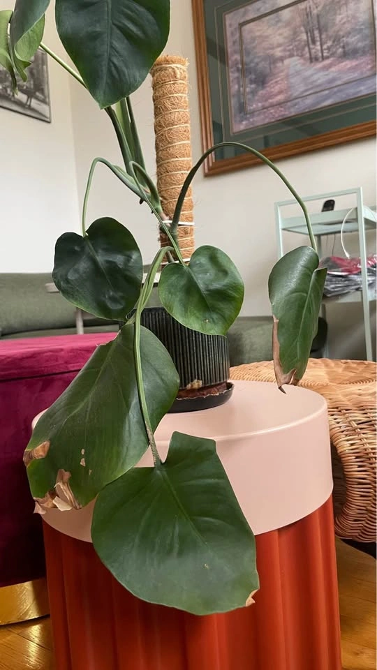 Monstera Deliciosa with Ceramic Pot - photo 3