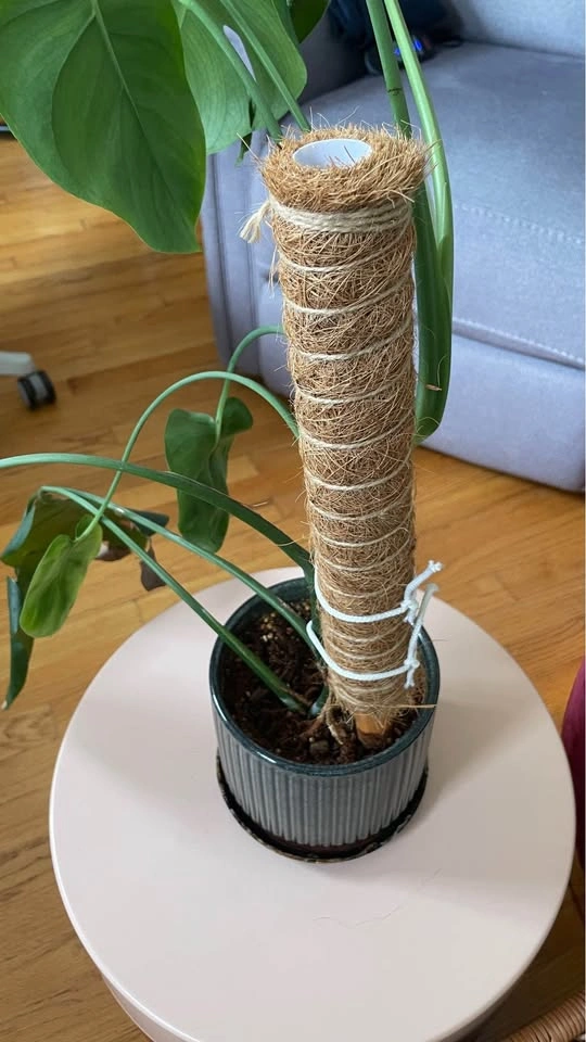 Monstera Deliciosa with Ceramic Pot - photo 4