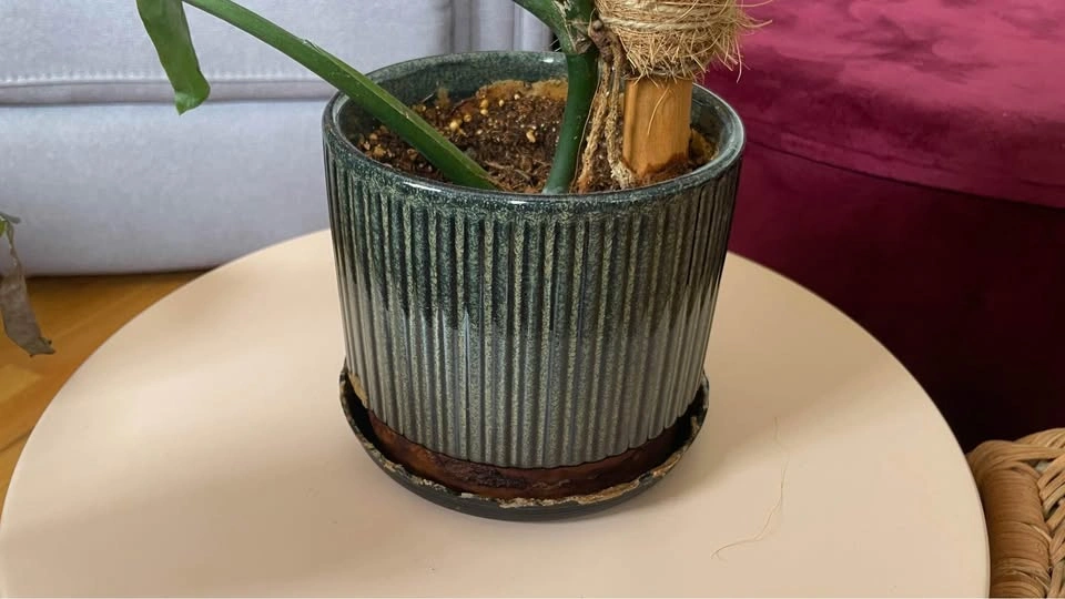 Monstera Deliciosa with Ceramic Pot - photo 5