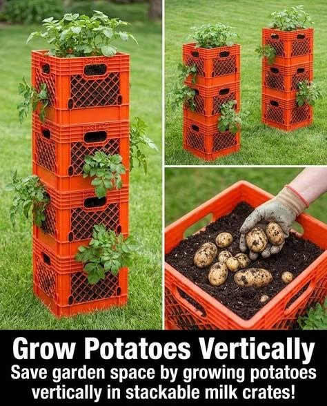 Used Milk Crates (Chickens Not Included) - photo 2