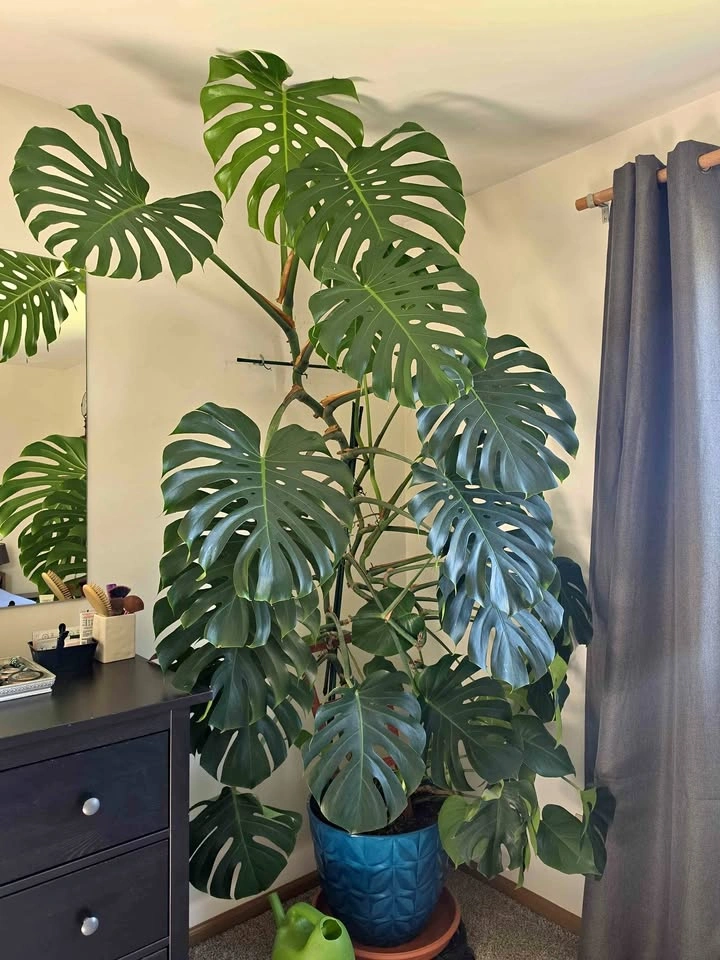 Monstera deliciosa