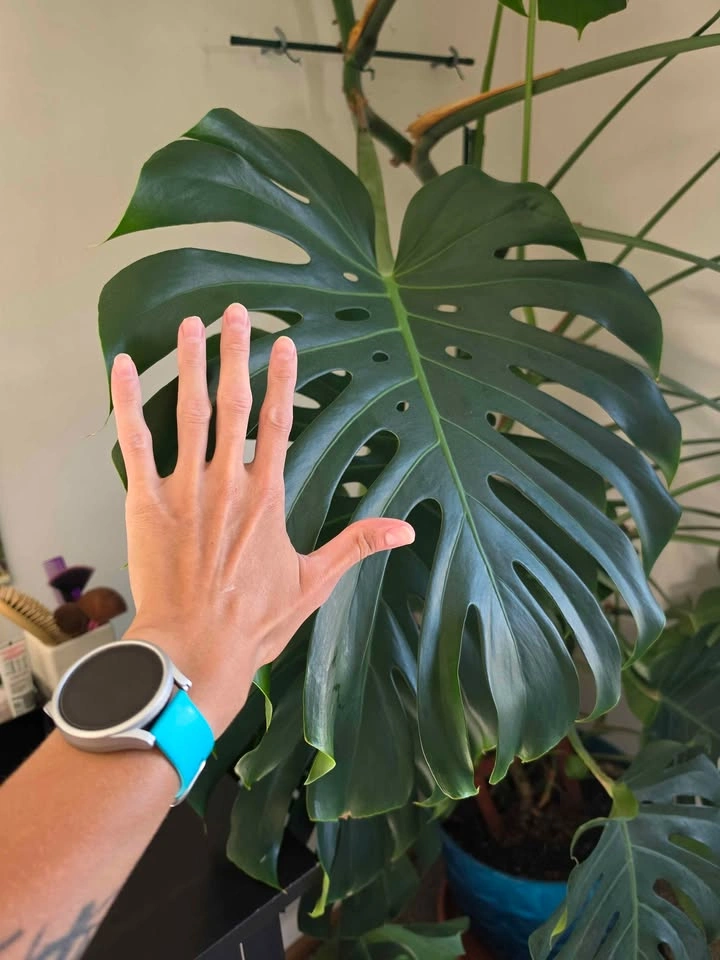 Monstera deliciosa - photo 2