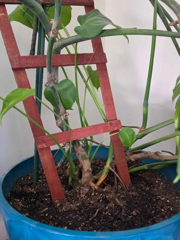 Monstera deliciosa - photo 3
