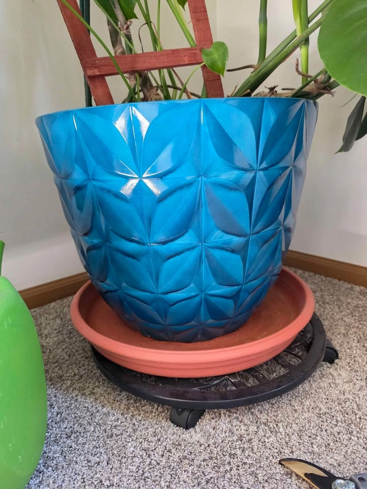 Monstera deliciosa - photo 4