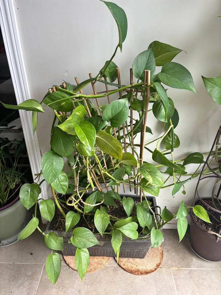 Golden Pothos with Bamboo Trellis and Planter