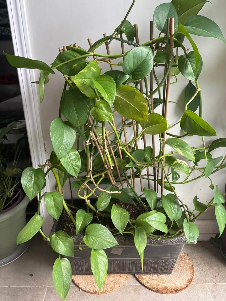Golden Pothos with Bamboo Trellis and Planter - photo 2