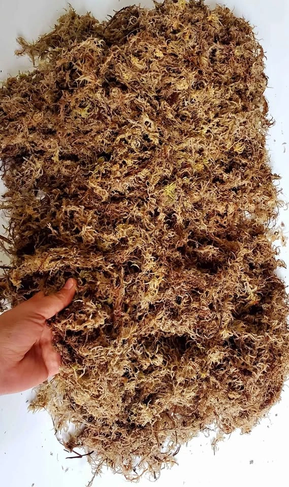 Huge sale on 6A grade sphagnum moss