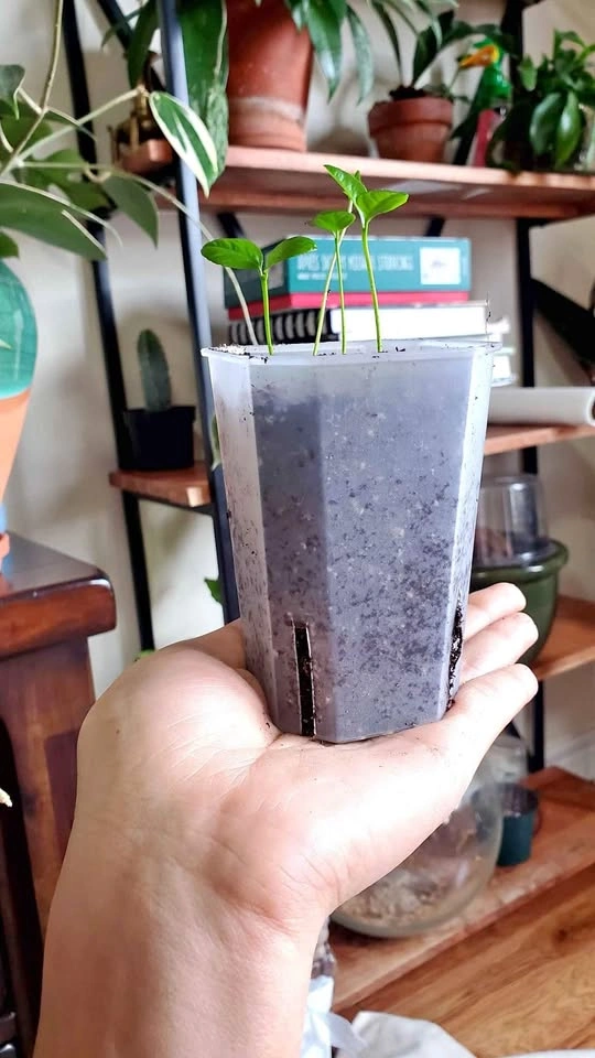Transparent planting pots - 2 sizes available