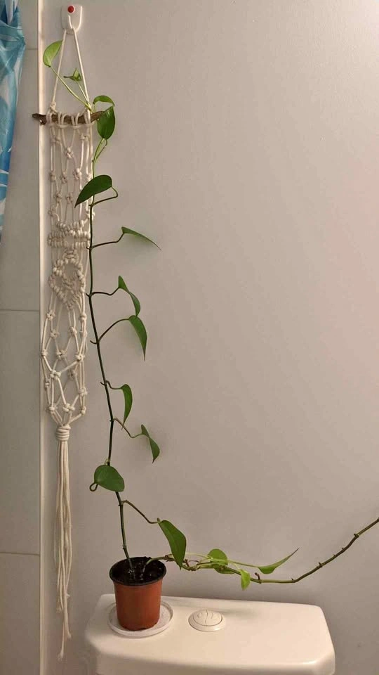 Long trailing jade pothos