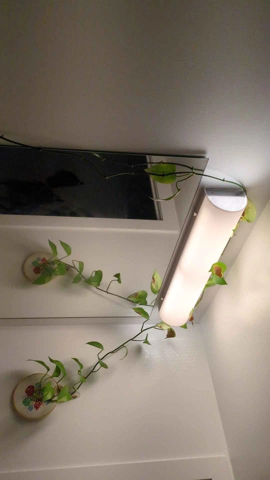 Long trailing jade pothos - photo 2