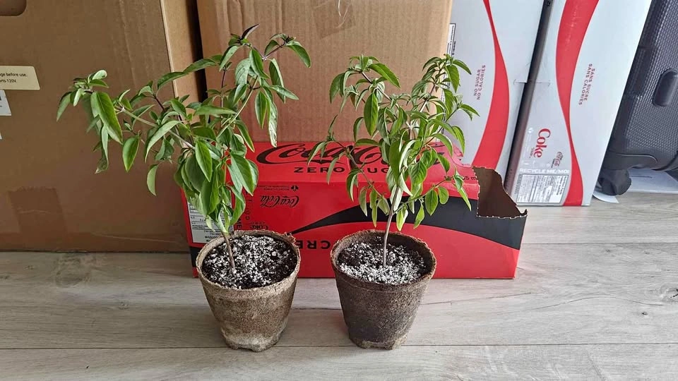 Mature Thai basil plants for sale — $10 each or $18 for both