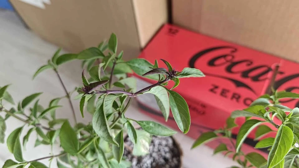 Mature Thai basil plants for sale — $10 each or $18 for both - photo 2